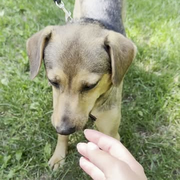 feed image